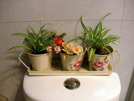 巧用吊蘭衛(wèi)生間大變樣
